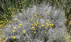 Santolina chamaecyparissus