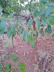 Bridelia ferruginea