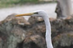 Ardea alba