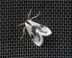 Cliniodes ostreonalis