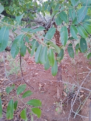 Bridelia ferruginea