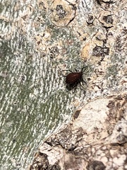 Aphididae