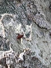 Aphididae