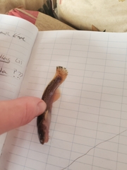 Noturus leptacanthus