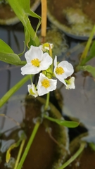 Sagittaria macrophylla