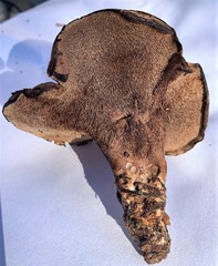 Hydnellum lundellii