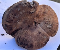 Hydnellum lundellii