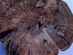 Hydnellum lundellii