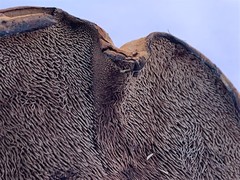 Hydnellum lundellii