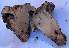 Hydnellum lundellii