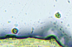 Hydnellum lundellii