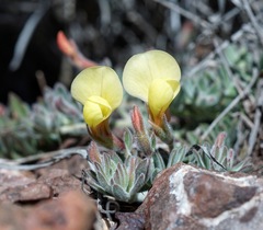 Acmispon neomexicanus