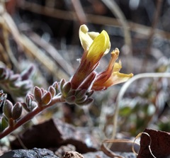 Acmispon neomexicanus