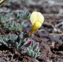 Acmispon neomexicanus