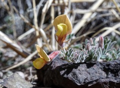 Acmispon neomexicanus