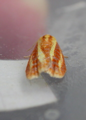 Sparganothis tristriata