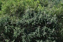 Buddleja salviifolia