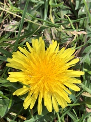 Taraxacum officinale