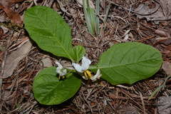 Solanum pumilum