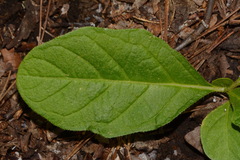 Solanum pumilum