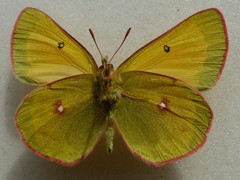 Colias canadensis
