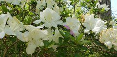 Rhododendron mucronatum