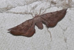 Parepisparis multicolora