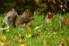 Sciurus carolinensis