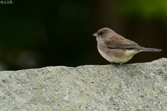 Junco hyemalis
