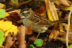 Zonotrichia albicollis