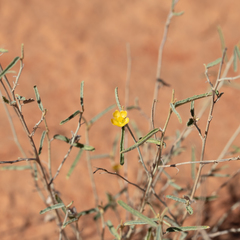 Sida ammophila