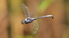 Zygonyx natalensis