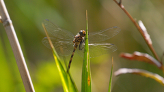Trithemis aconita