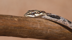 Thelotornis capensis capensis
