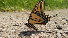 Papilio multicaudata