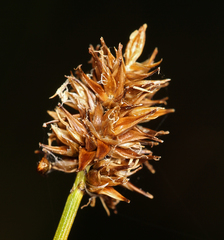 Carex jonesii