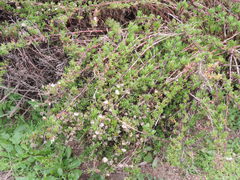 Limbarda crithmoides longifolia