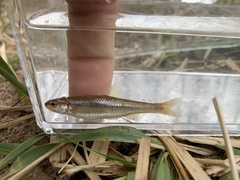 Notropis nubilus