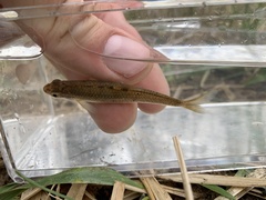 Notropis nubilus