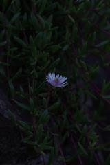Delosperma grantiae