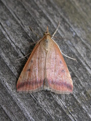 Pyrausta socialis