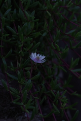 Delosperma grantiae