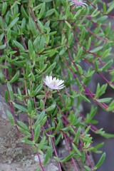 Delosperma grantiae