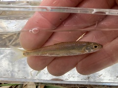 Notropis greenei