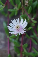 Delosperma grantiae