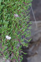 Delosperma grantiae