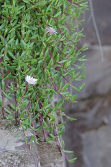 Delosperma grantiae
