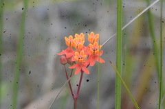 Asclepias lanceolata image