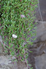 Delosperma grantiae