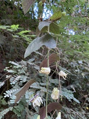 Passiflora porophylla